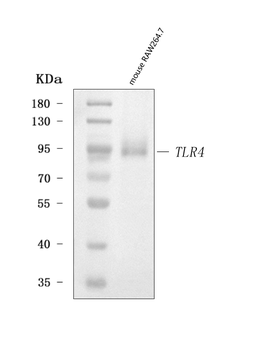Anti-Tlr4 Antibody