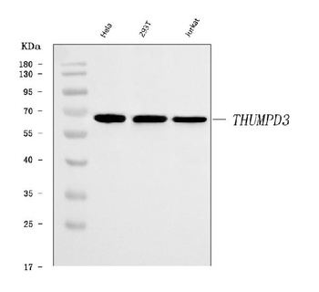 THUMPD3 Antibody