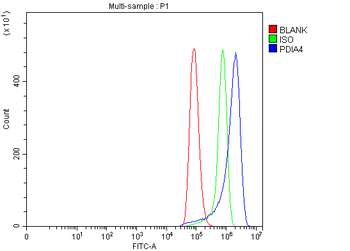 Anti-ERp72/PDIA4 Antibody
