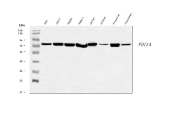 ERp72/PDIA4 Antibody