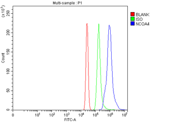 Anti-NCOA4 Antibody