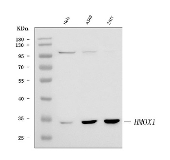 Heme Oxygenase 1/HMOX1 Antibody