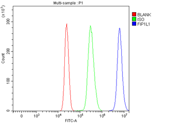 Anti-FIP1L1 Antibody