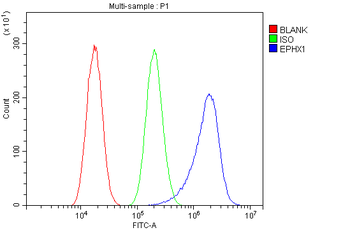 Anti-Epoxide hydrolase/EPHX1 Antibody