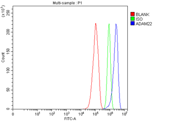 Anti-ADAM22 Antibody