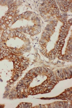 Anti-Bcl-2-like protein 2 Bcl2L2 Antibody