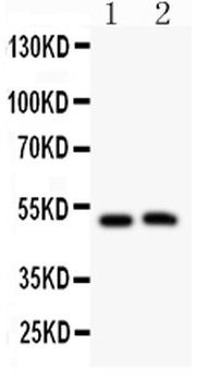 Anti-Aquaporin 0/MIP Antibody