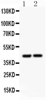 Anti-RUNX3 Antibody