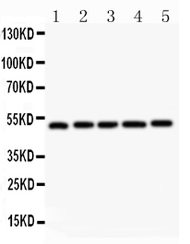 Anti-LXR alpha/NR1H3 Antibody