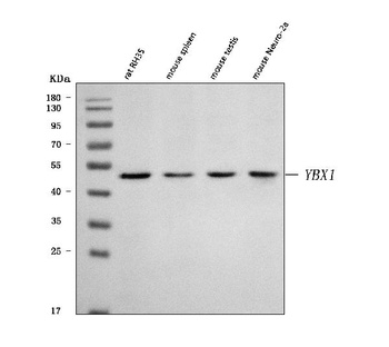 YB1/Ybx1 Antibody
