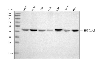 Anti-TUBG1/2 Antibody
