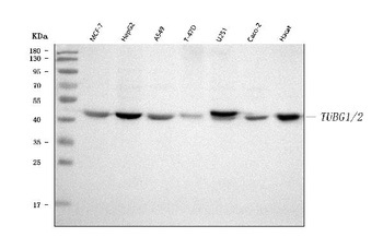 TUBG1/2 Antibody
