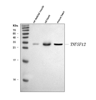 TWEAK/Tnfsf12 Antibody