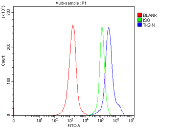 Anti-Thymidine Kinase 2/TK2 Antibody
