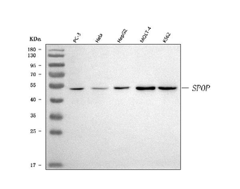 Anti-SPOP Antibody