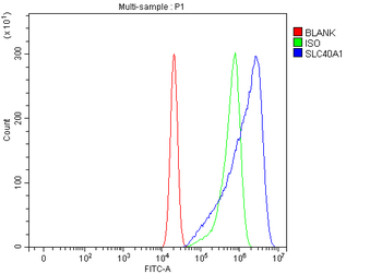 Anti-SLC40A1 Antibody