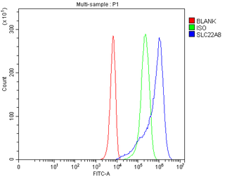 Anti-OAT3/SLC22A8 Antibody