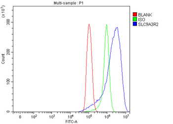 Anti-NHERF-2/SIP-1/SLC9A3R2 Antibody