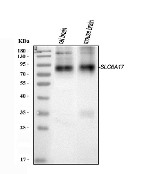 Anti-SLC6A17 Antibody