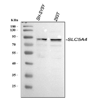SLC5A4 Antibody