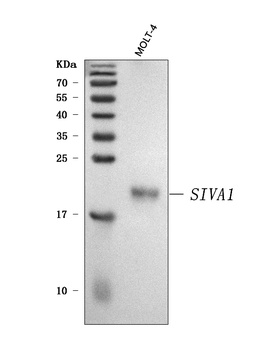 SIVA/SIVA1 Antibody