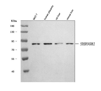 SHROOM1 Antibody