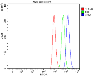 Anti-SHQ1 Antibody