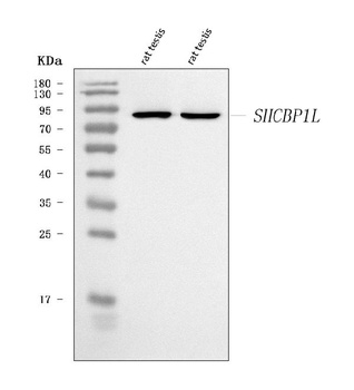 SHCBP1L Antibody