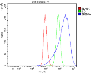 Anti-SH2D4A Antibody