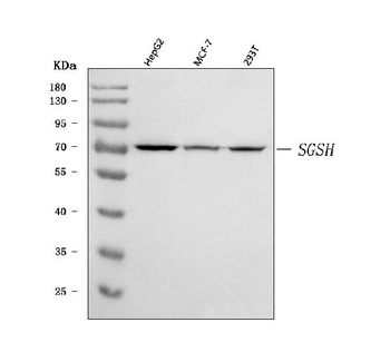 HSS/SGSH Antibody
