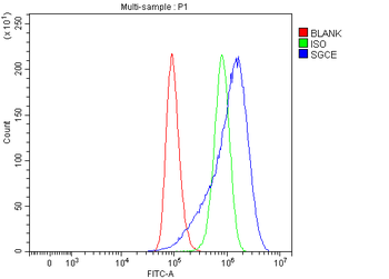 Anti-SGCE Antibody