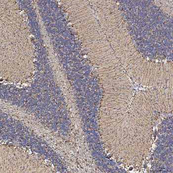 Anti-SFXN5 Antibody