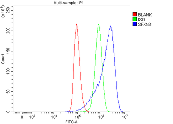 Anti-SFXN3 Antibody