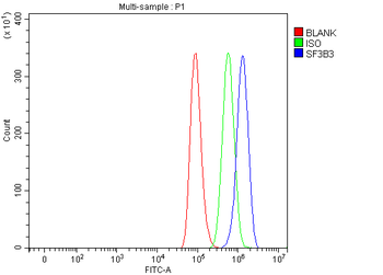 Anti-SF3B3 Antibody