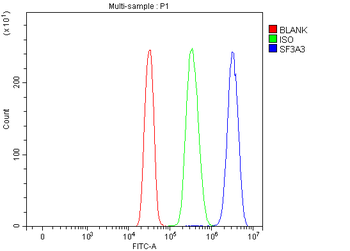 Anti-SF3A3 Antibody