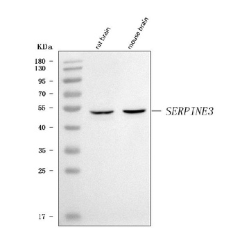 SERPINE3 Antibody