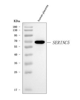 SERINC5 Antibody