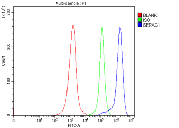 Anti-SERAC1 Antibody