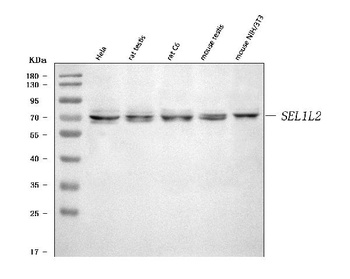 SEL1L2 Antibody
