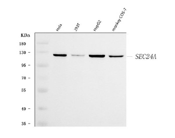 SEC24A Antibody
