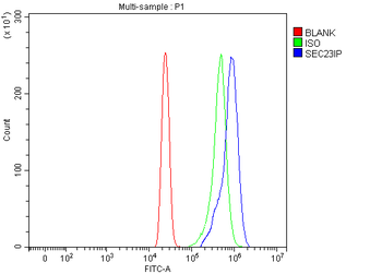 Anti-SEC23IP Antibody