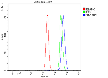 Anti-Syntenin 2/SDCBP2 Antibody