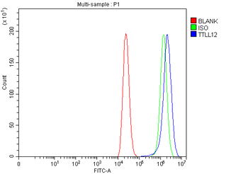 Anti-TTLL12 Antibody