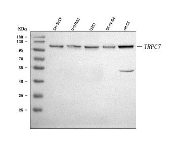 Anti-TRP 7/TRPC7 Antibody