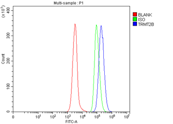 Anti-TRMT2B Antibody