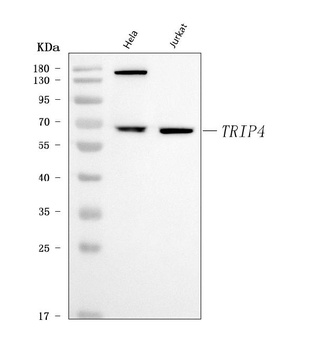 ASC1/TRIP4 Antibody