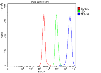 Anti-TRIM16 Antibody