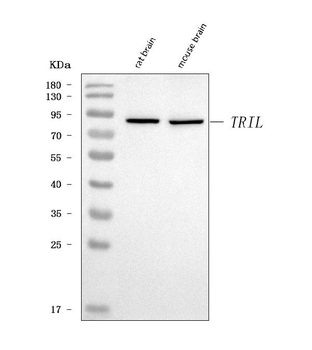 Anti-TRIL Antibody