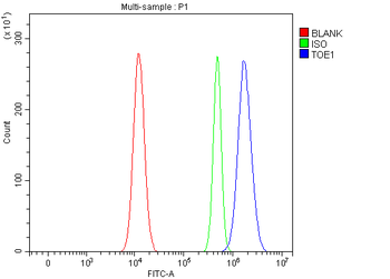 Anti-TOE1 Antibody