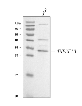 Anti-APRIL/TNFSF13 Antibody